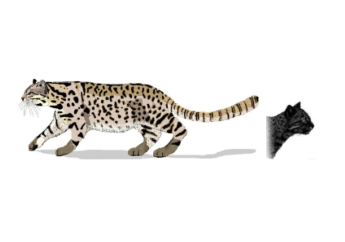 Geoffroy's Cat