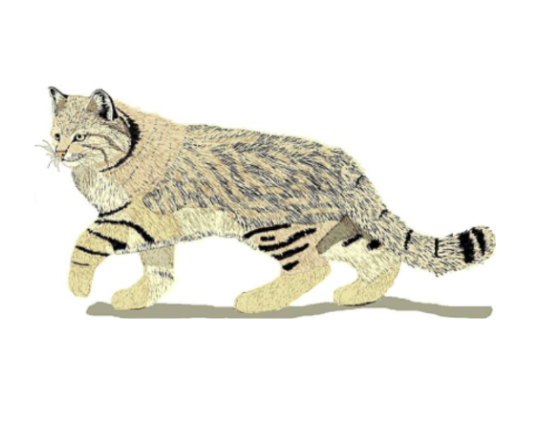 Pampas cat