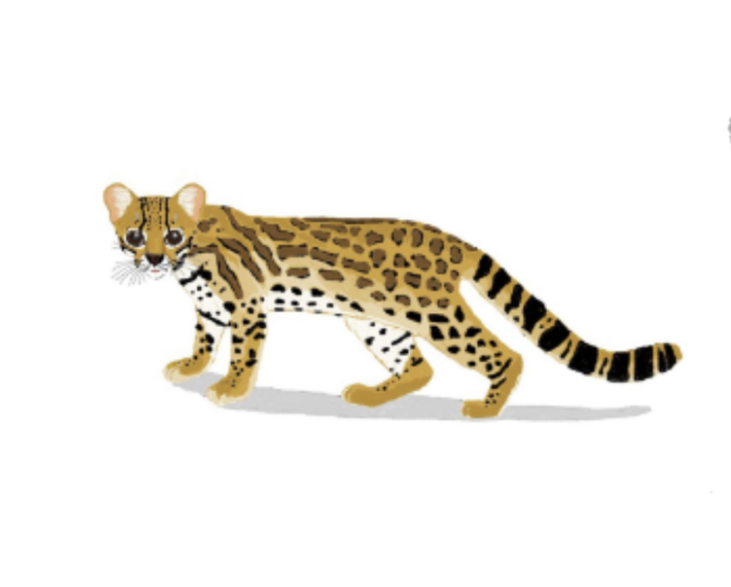 Margay