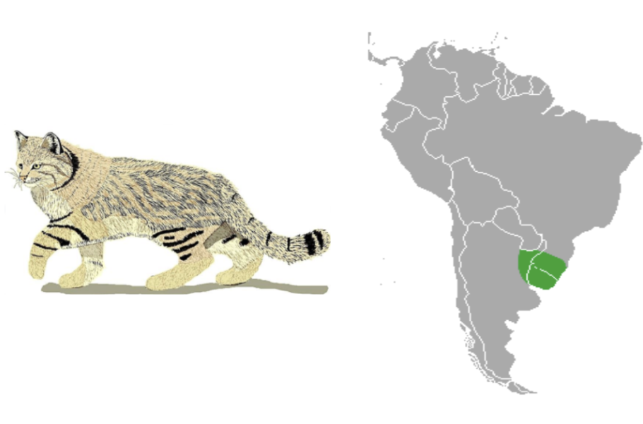 Pampas cat habitat